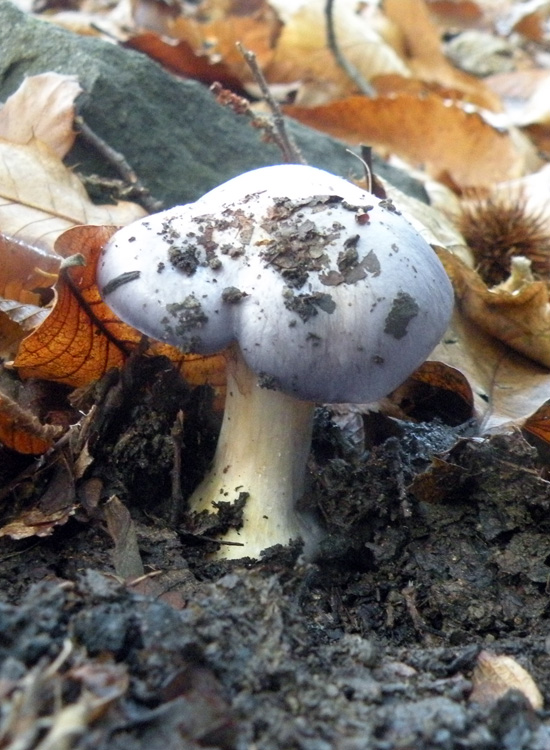Cortinarius violetto: Cortinarius caerulescens?